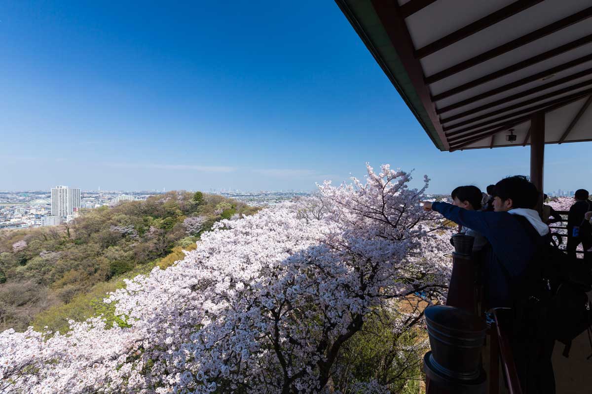 桜満開の展望台