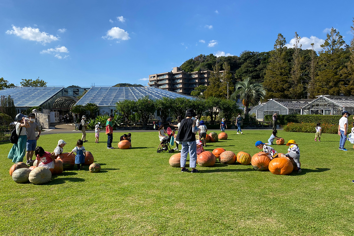 10月芝生広場おばけカボチャ