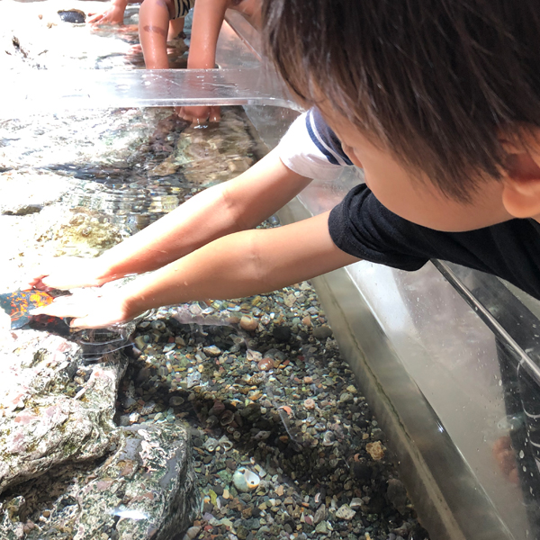 湘南体験ゾーンでヒトデにタッチ